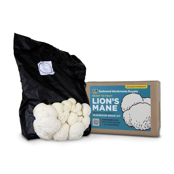 Lion's Mane Mushroom Grow Kit