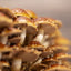 Chestnut Mushroom Grow Kit