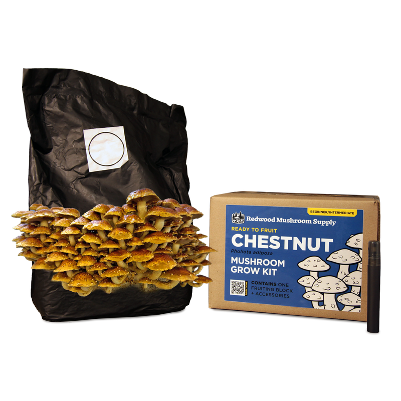 Chestnut Mushroom Grow Kit
