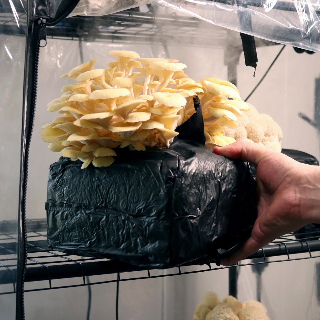 Yellow Oyster Mushroom Grow Kit