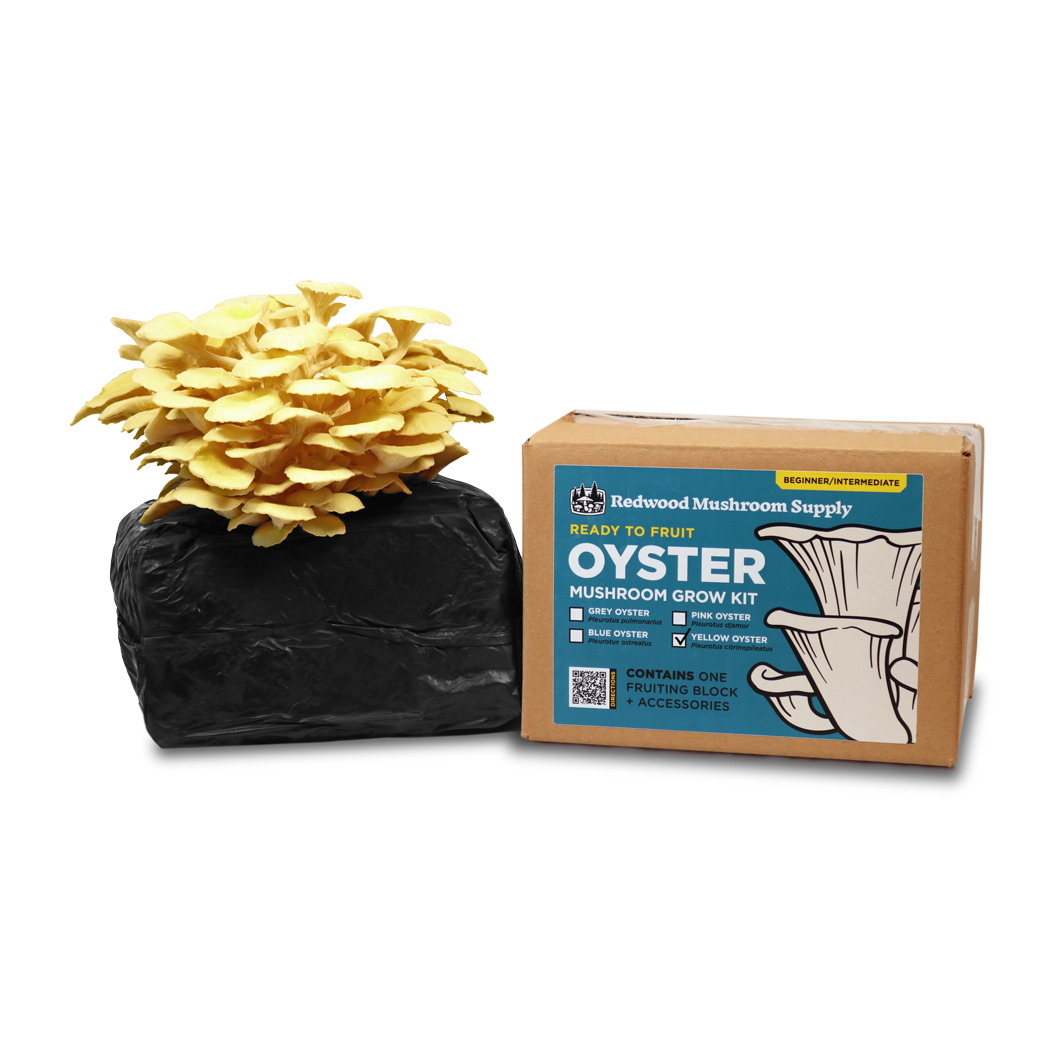Yellow Oyster Mushroom Grow Kit