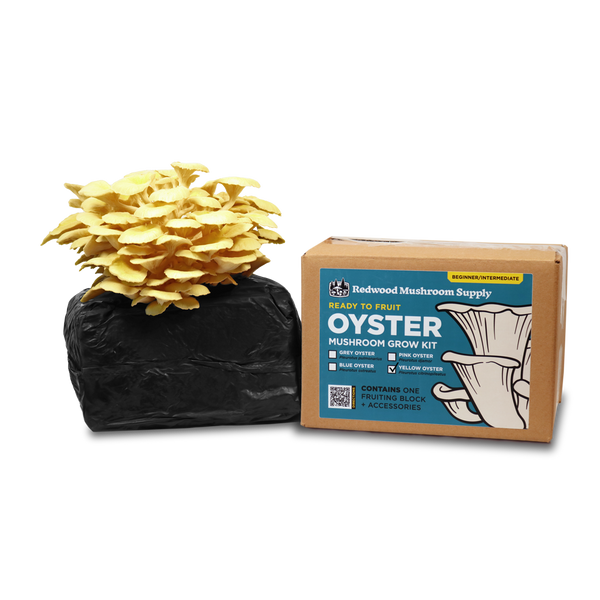 Yellow Oyster Mushroom Grow Kit