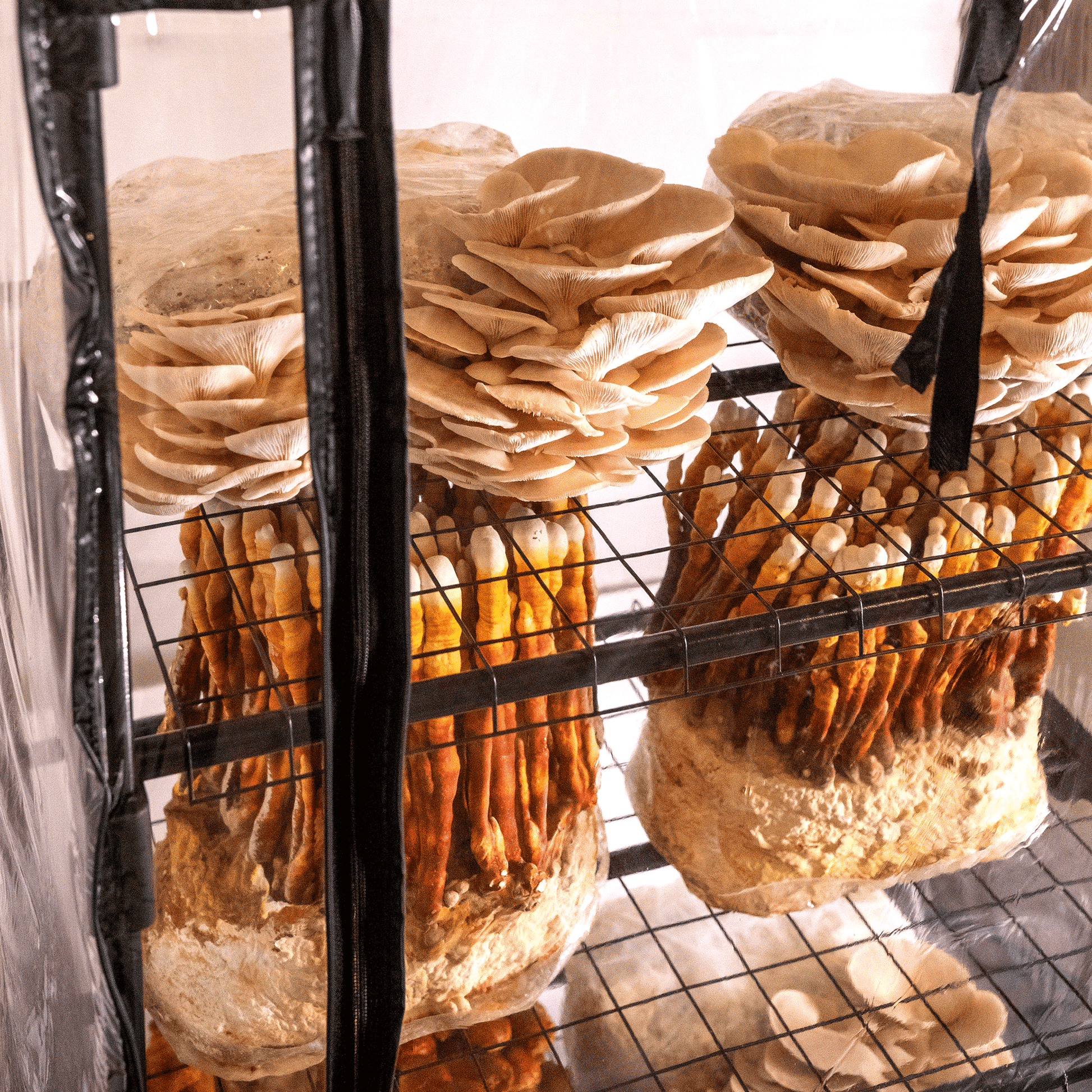 ShroomRoom: Mushroom Grow Tent