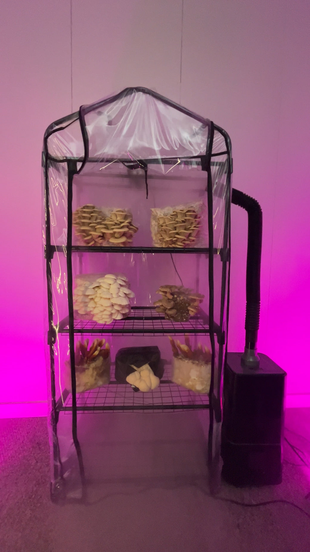 ShroomRoom Automated Mushroom Tent Bundle