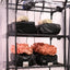 Black Bags with mushroom Grow Kits of Pink Oyster Mushroom and Lions Mane Mushroom inside a transparent enclosure