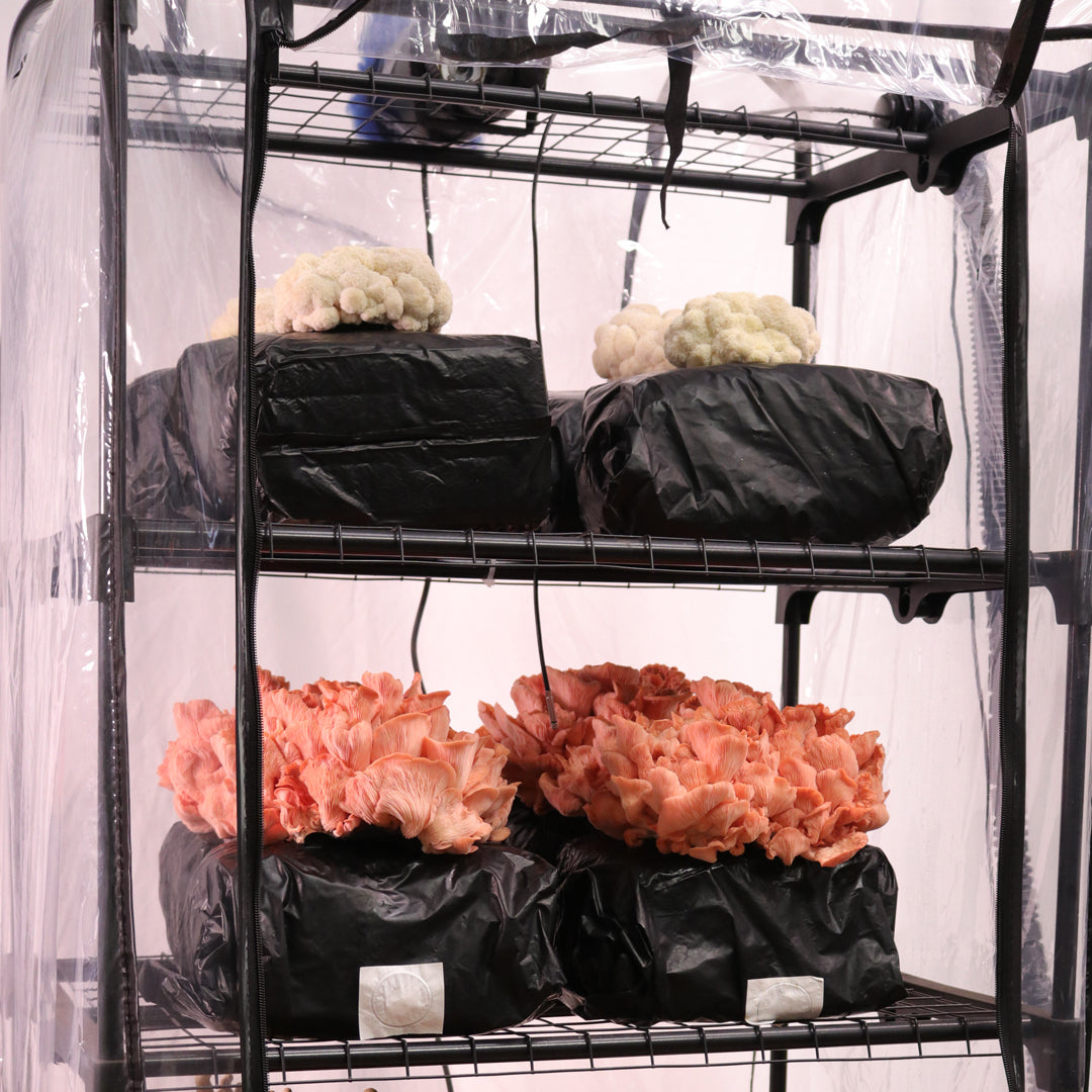 Black Bags with mushroom Grow Kits of Pink Oyster Mushroom and Lions Mane Mushroom inside a transparent enclosure
