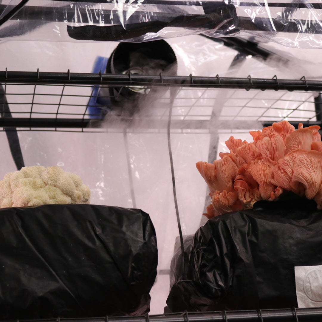 Lions mane and pink oyster mushrooms receiving humidity in a martha tent