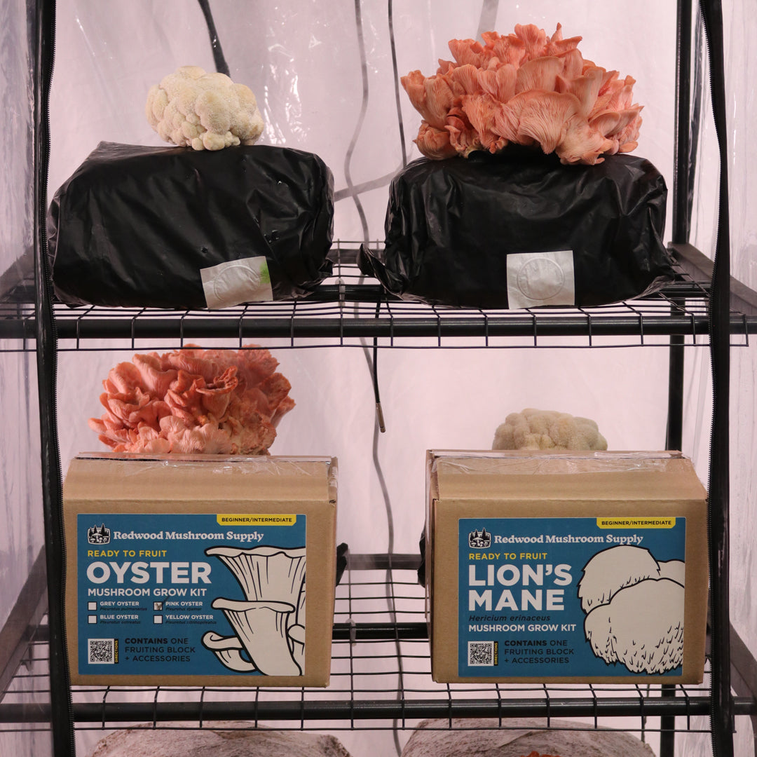 Lions mane and pink oyster mushroom grow kits from redwood mushroom supply on a martha tent shelf
