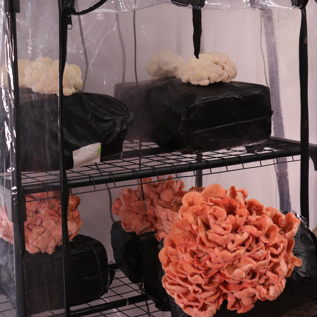 Pink oyster mushroom being removed from a martha tent mushroom grow tent