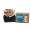 Grey Oyster Mushroom Grow Kit