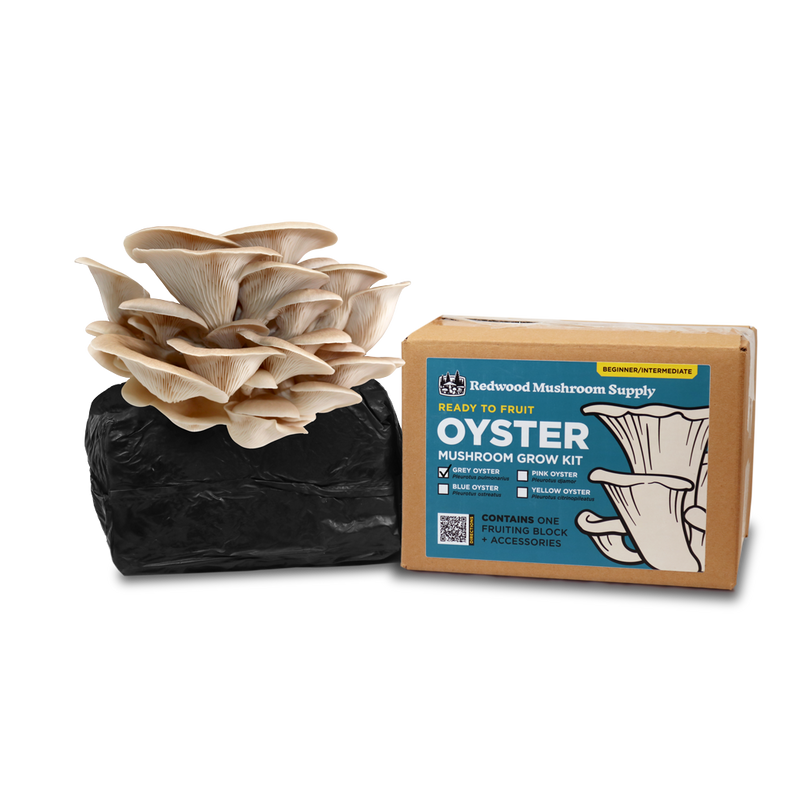 Grey Oyster Mushroom Grow Kit