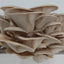 Grey Oyster Mushroom Grow Kit