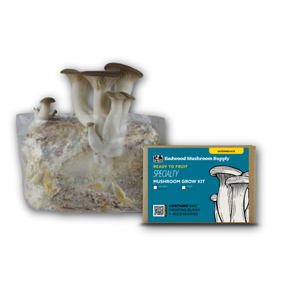King Trumpet Mushroom Grow Kit