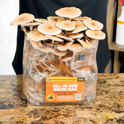 all in one mushroom grow bag with mushrooms growing in the bag