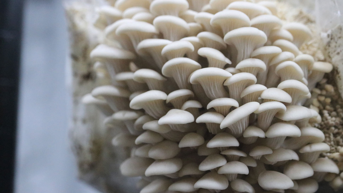 Mushroom Grow Tent Starter Kit