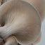 Build-Your-Own Mushroom Box
