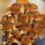 Gourmet Mushroom Kit Subscription Box