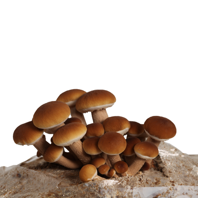 pioppono mushrooms growing out of the top of a mushroom grow bag. The caps of the mushroom are  golden brown velvety look with large tan stems.