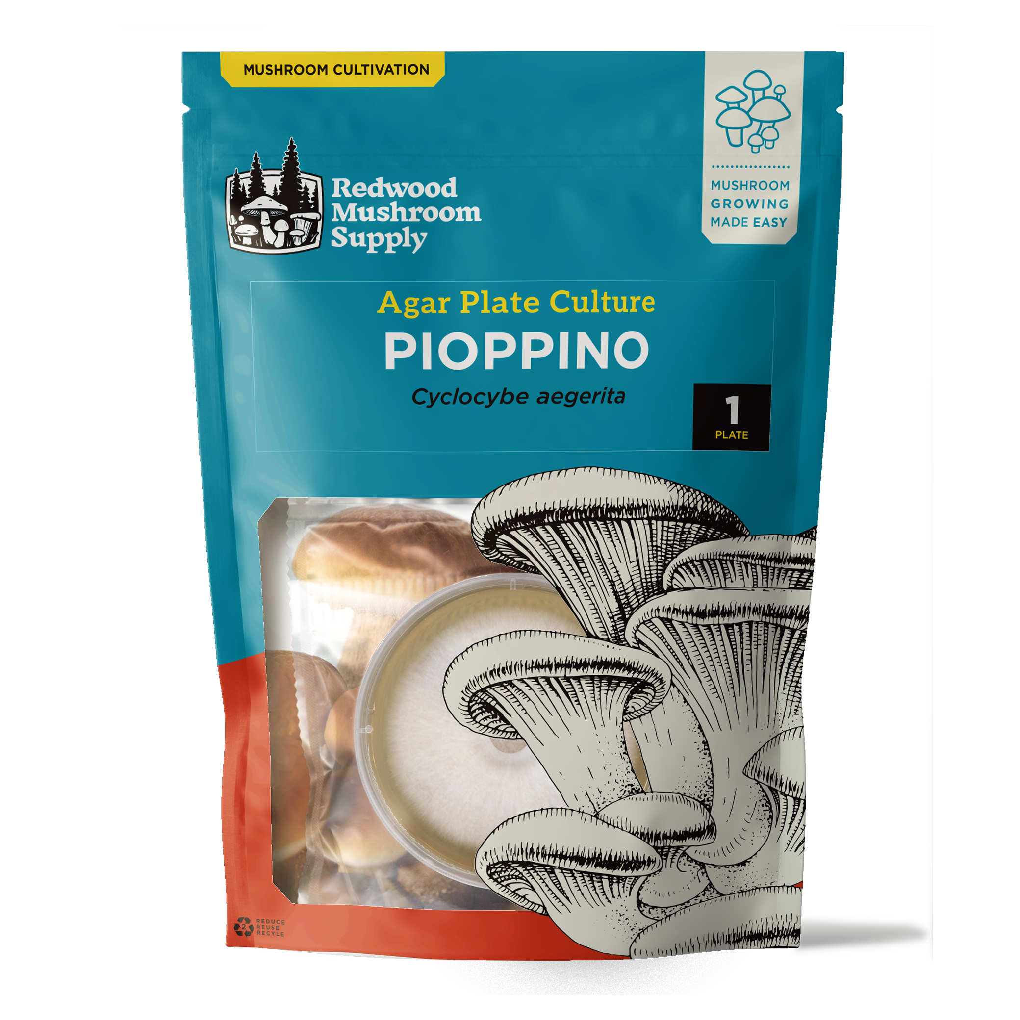 100+ Organic Pioppini Gourmet Mushroom Plugs - Ready For Log Inoculation