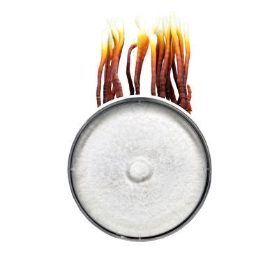A large circular petri dish contaning a fully colonized reishi mushroom culture. Behind it are the charateristic antlers of reishi mushrooms, with a base of a mahogany brown that fades into orange, yellow, and then white ate the tips. 