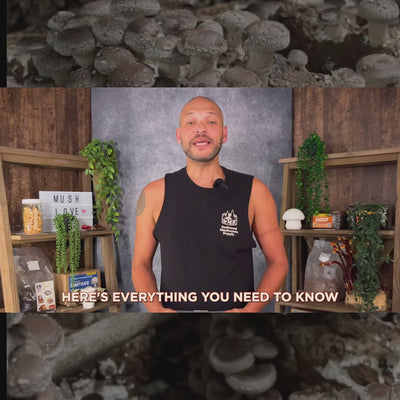 Sterilized Hardwood Mix for Gourmet Mushrooms